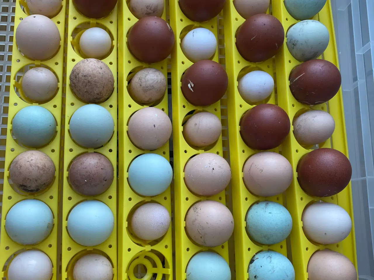 Billede 6 - Rugeæg i mange farver fra blandet hønseflok