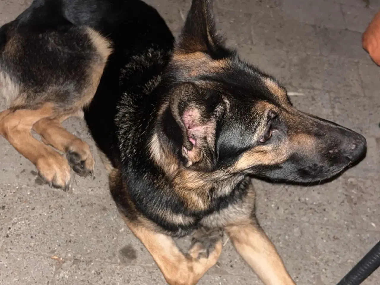 Billede 1 - Schæfer søger nyt hjem 