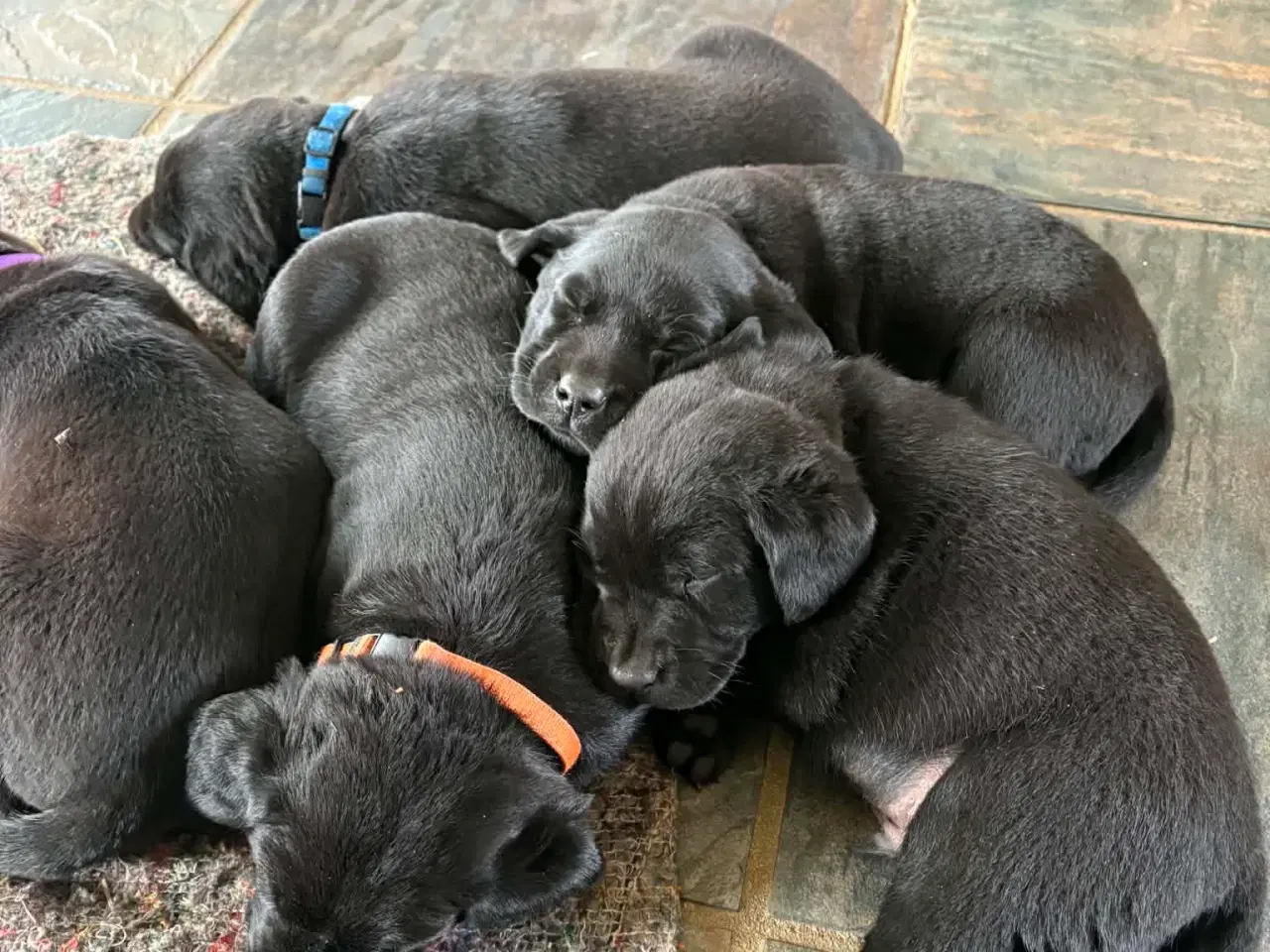 Billede 6 - Labrador hvalpe søger nye familier 🖤