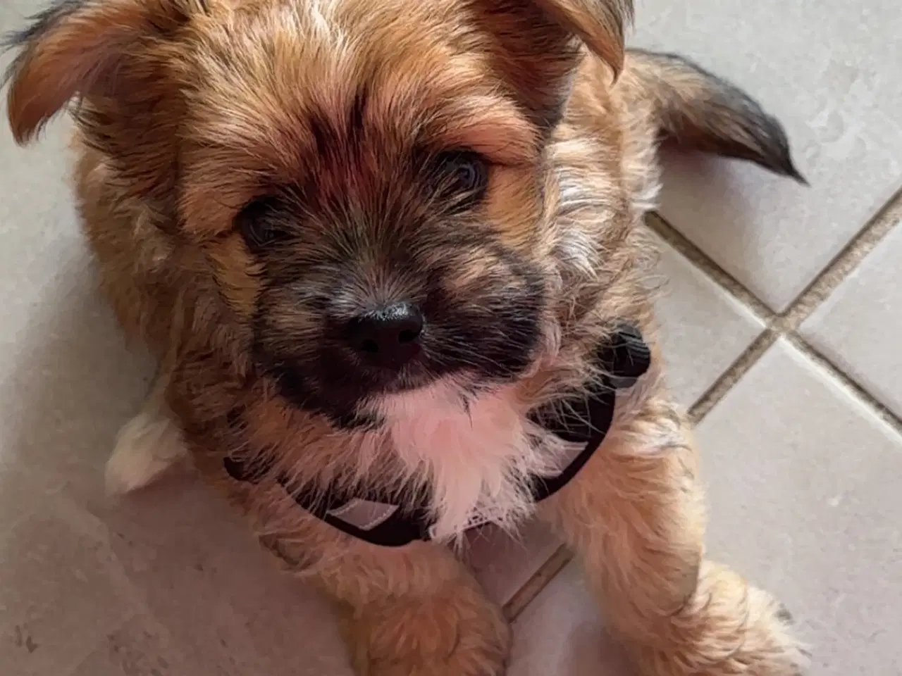 Billede 9 - Yorkshire Terrier/Chihuahua blanding