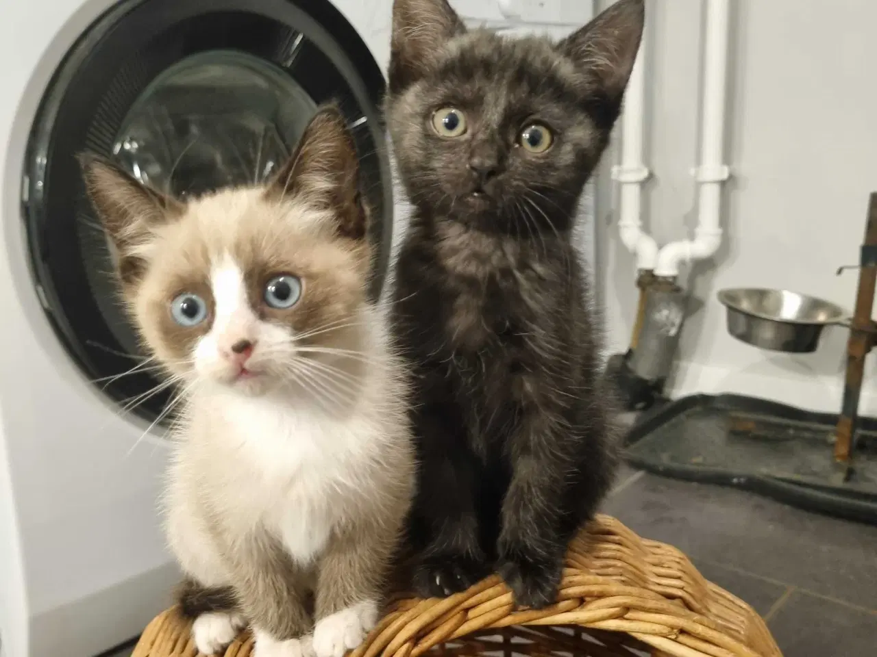 Billede 6 - Søde.killinger til salg