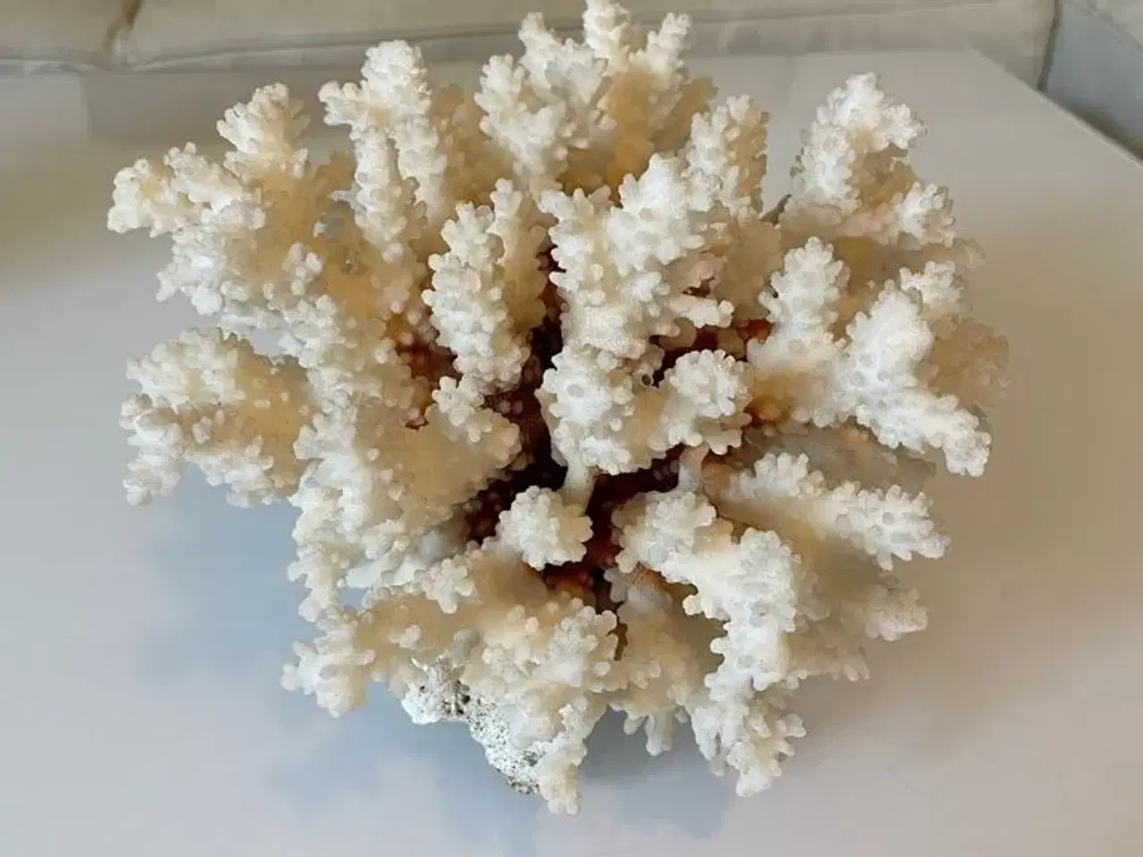 Billede 5 - Koral ægte