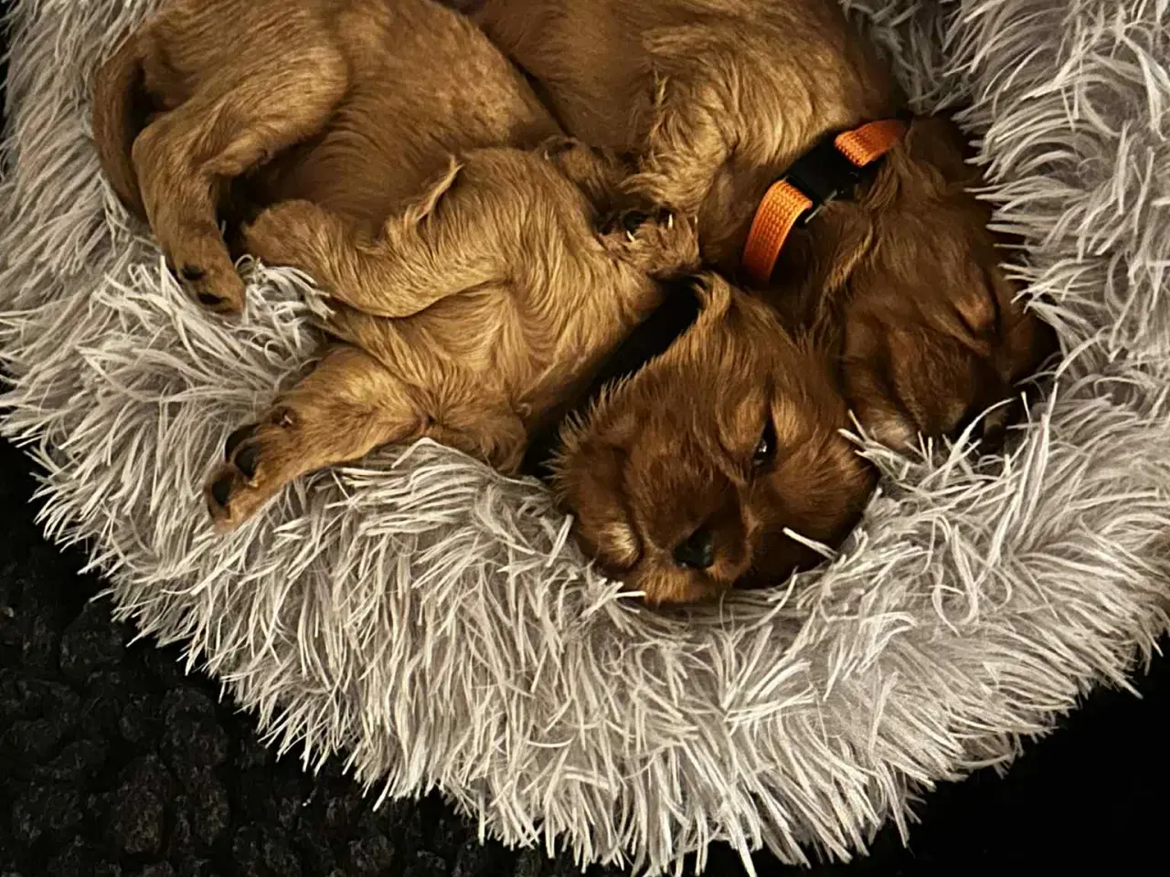 Billede 3 - cavalier king charles