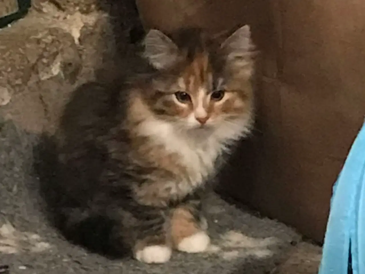 Billede 1 - Norsk skov kat 