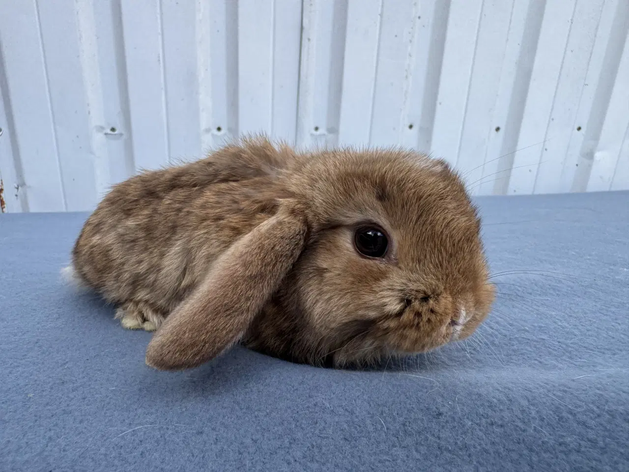 Billede 5 - Dværgvædder hankanin