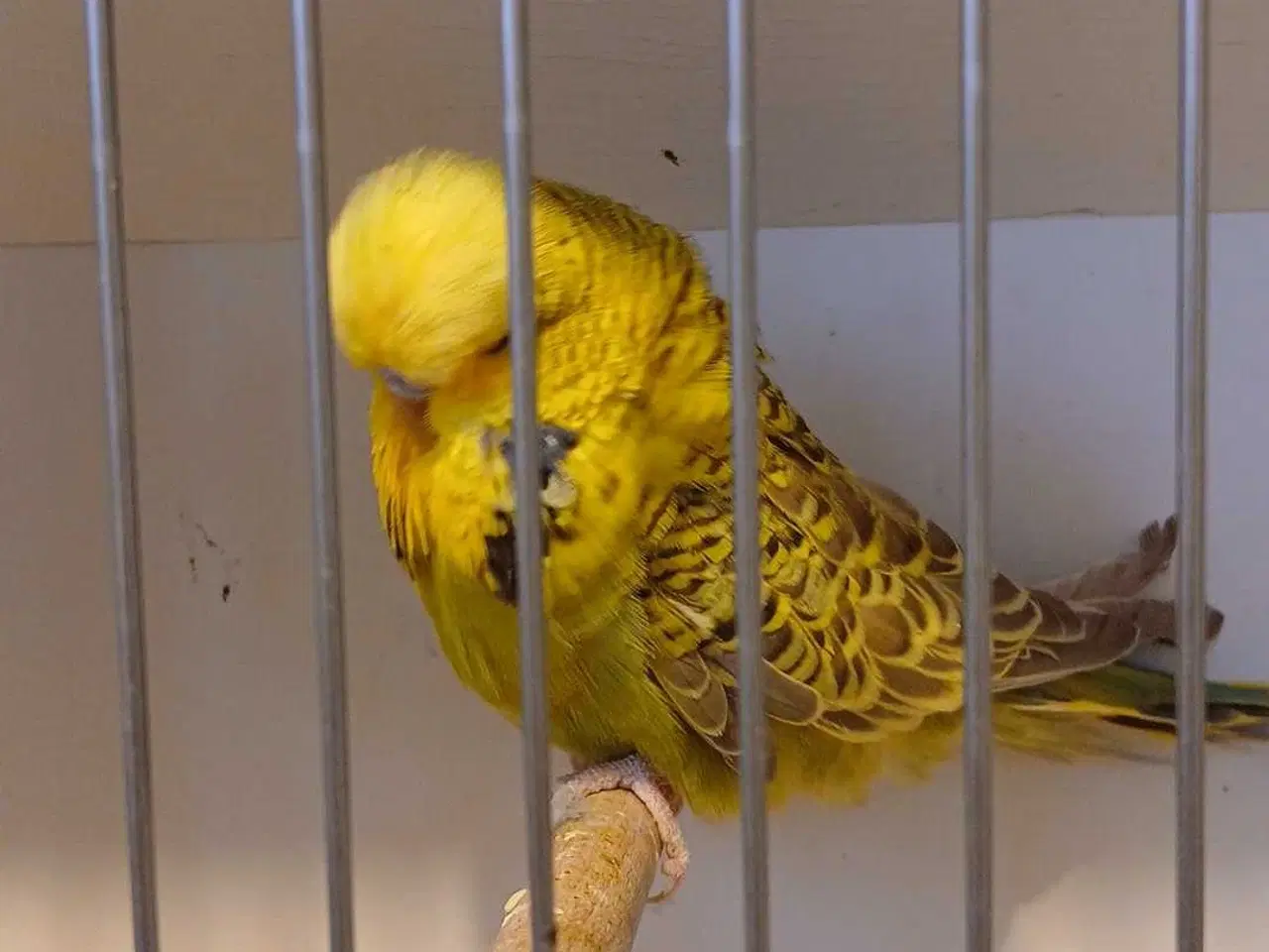 Billede 11 - Engelske undulater 