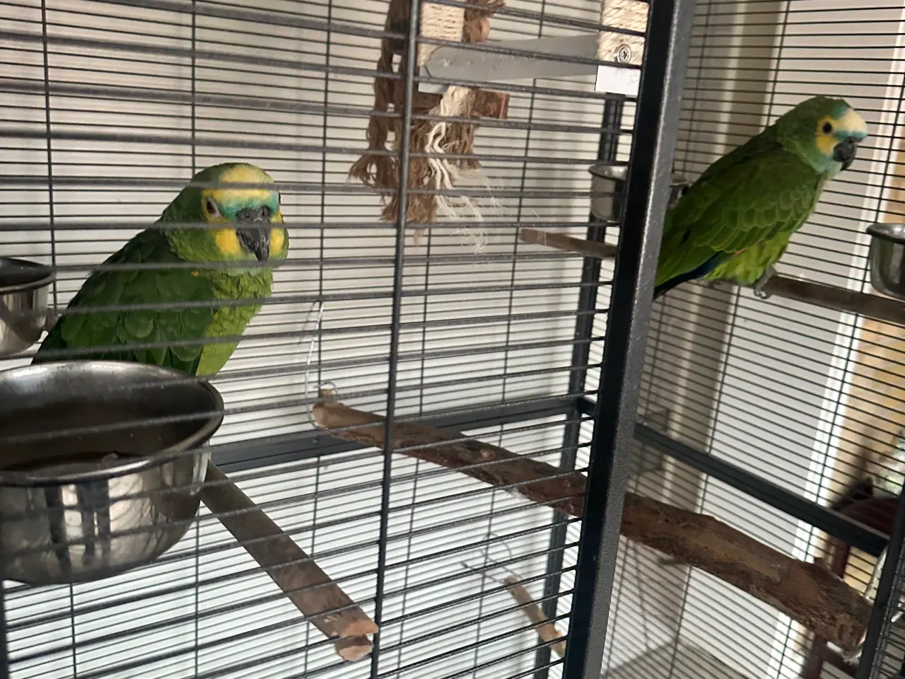 Billede 1 - Blåpandet