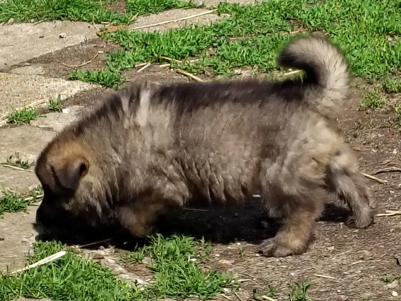 Billede 3 - Finsk Lapphund / langhåret schæfer hvalpe 
