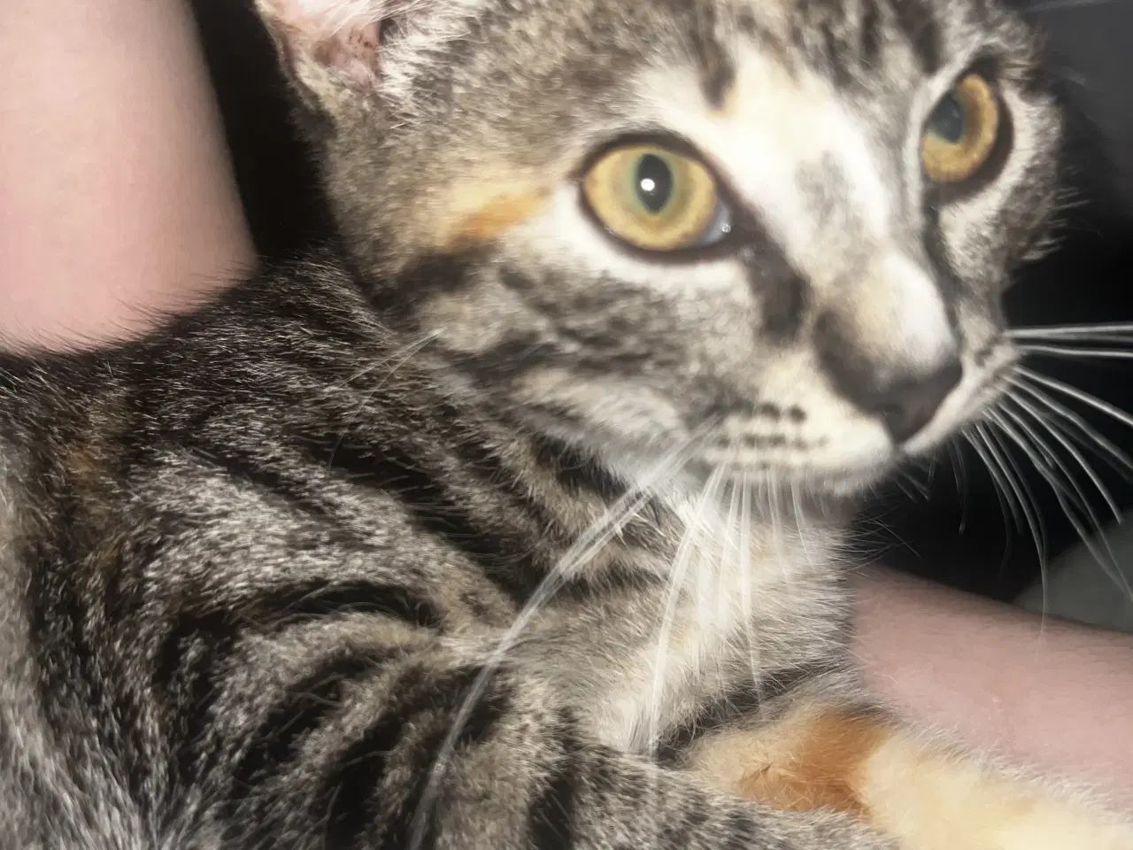 Billede 3 - Dejlige indendørskillinger -Afdrag muligt