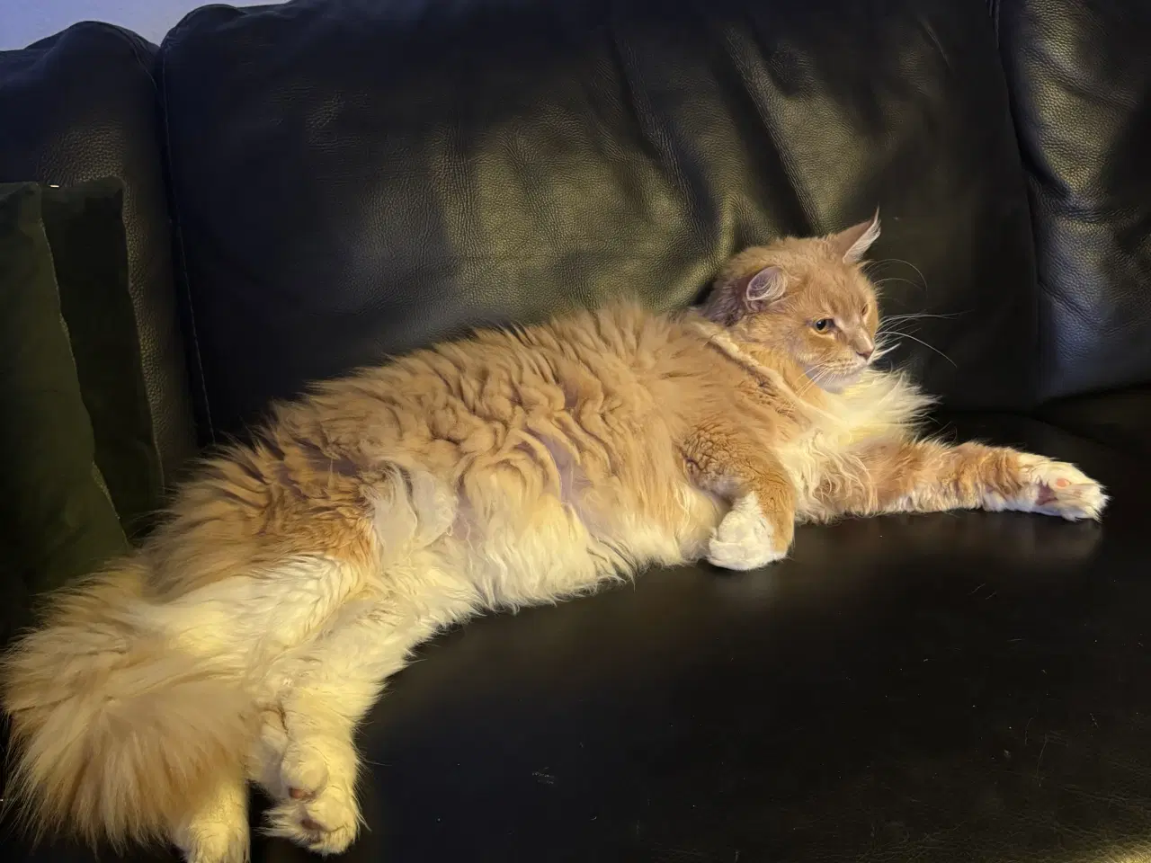 Billede 2 - Smuk norsk/blanding