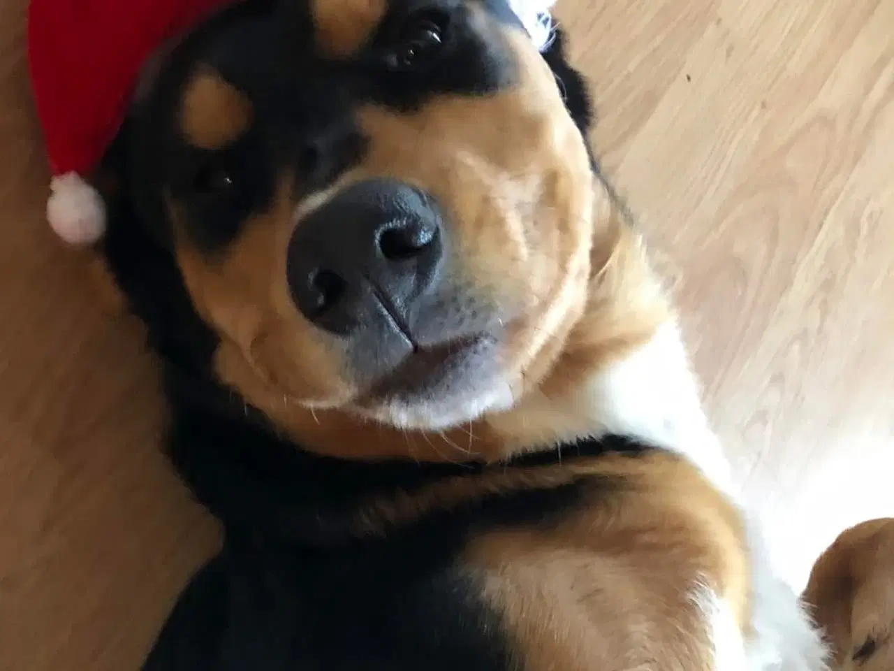 Billede 1 - Søger nyt kærligt hjem