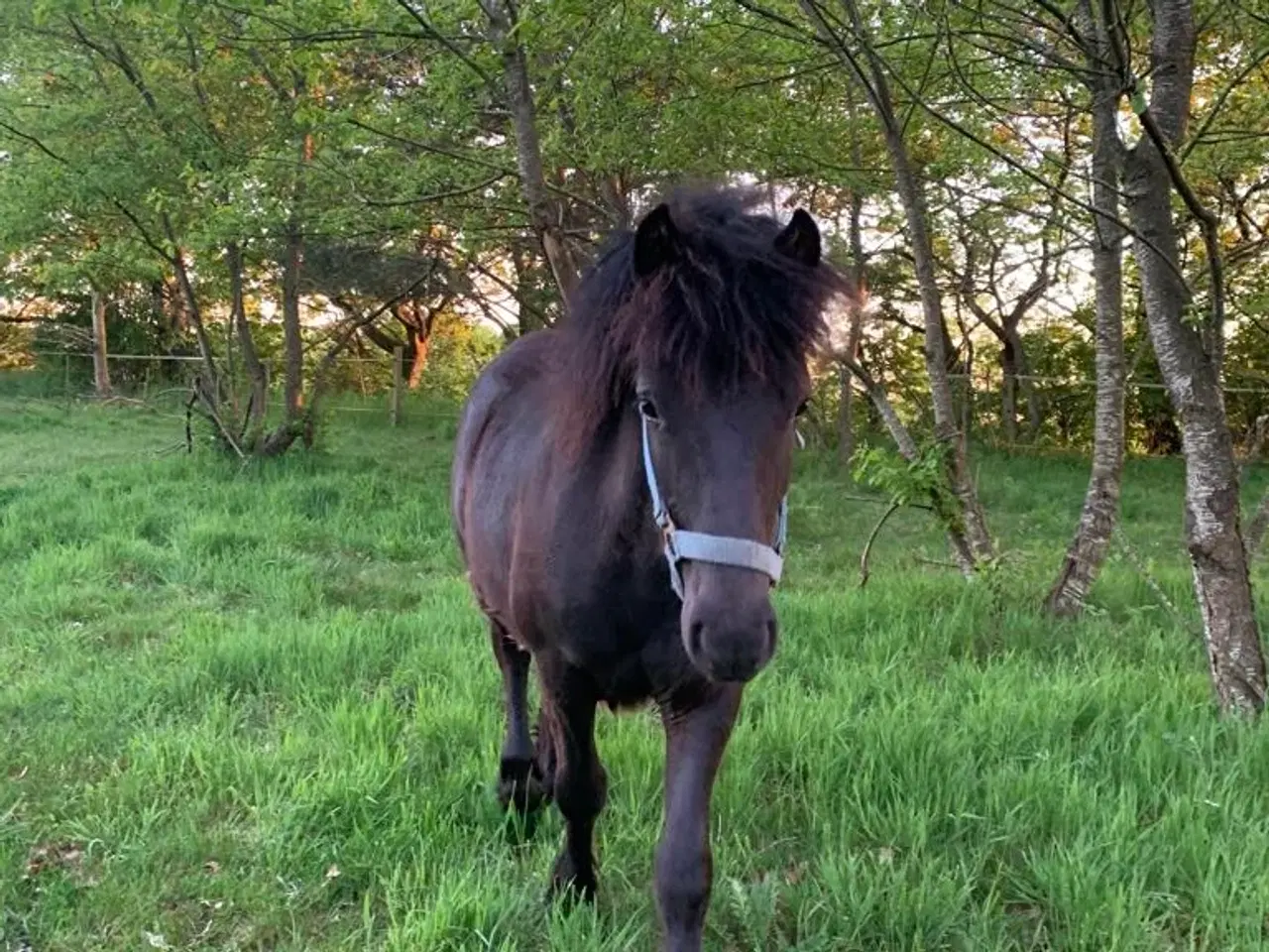 Billede 1 - Spændende Hingsteplag