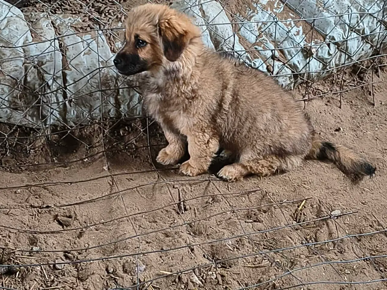 Billede 5 - Hvalpen Pjuske søger en kærlig familie