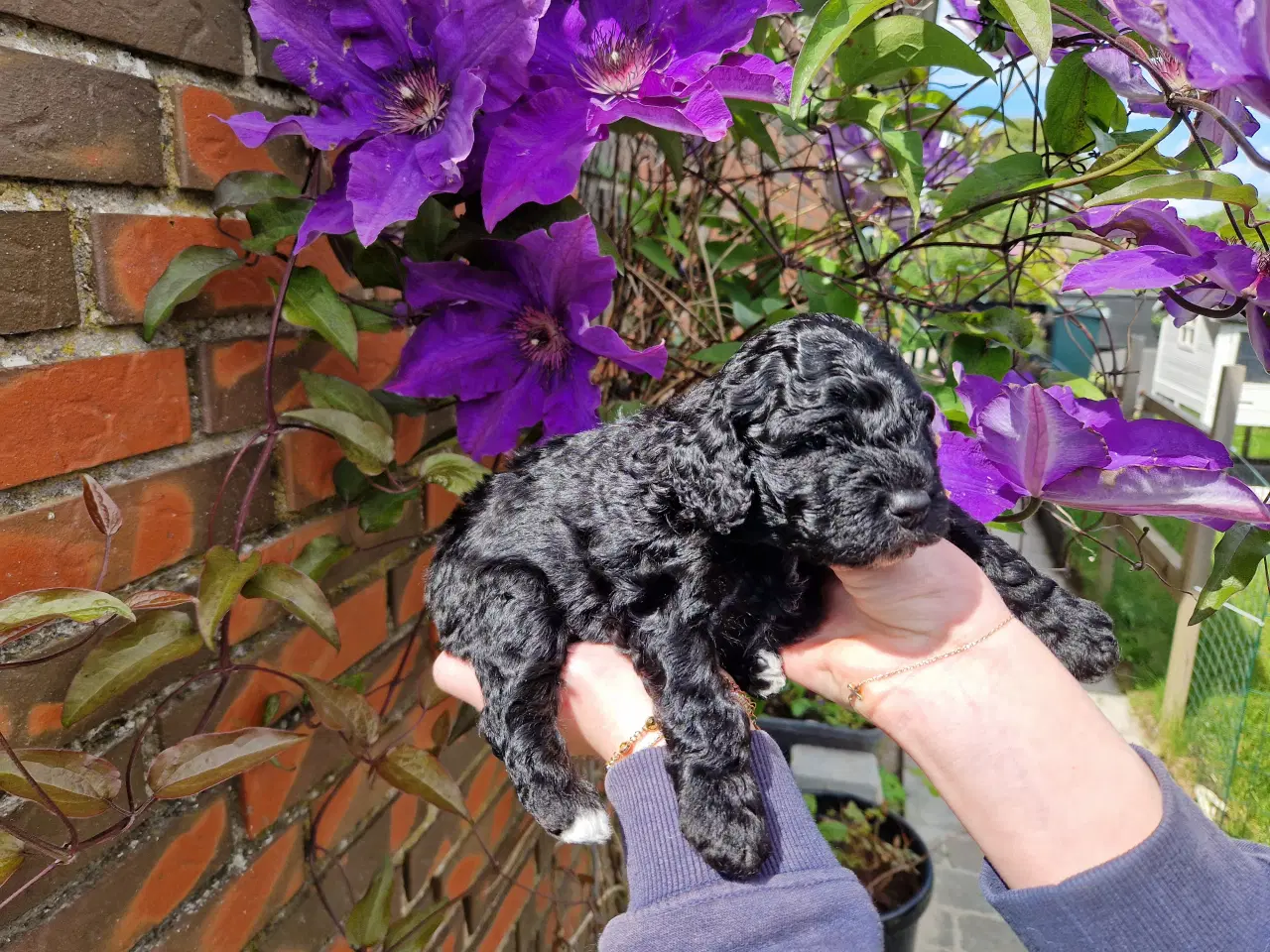 Billede 2 - Skønne Cavapoo-hvalpe – 4 piger og 2 drenge – k