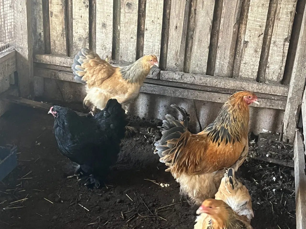 Billede 2 - 3 Brahma høner og 1 hane 