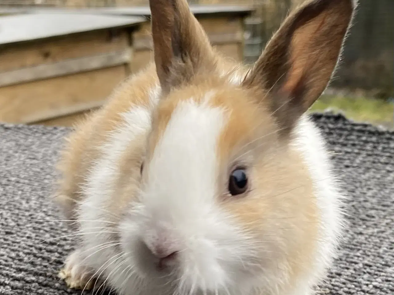 Billede 5 - HOLLÆNDER HAN MADAGASCAR