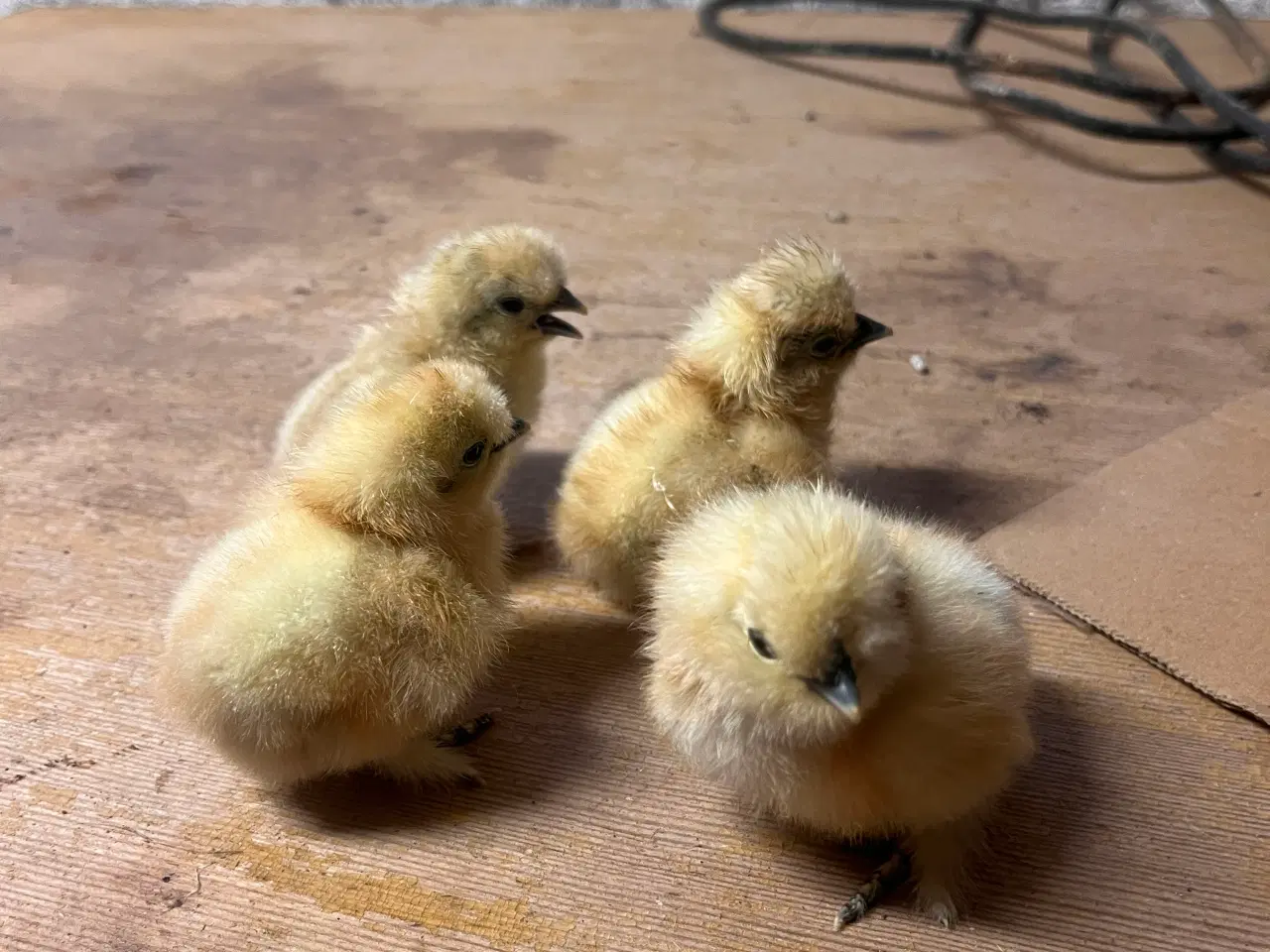 Billede 8 - Kyllinger fra racehøns