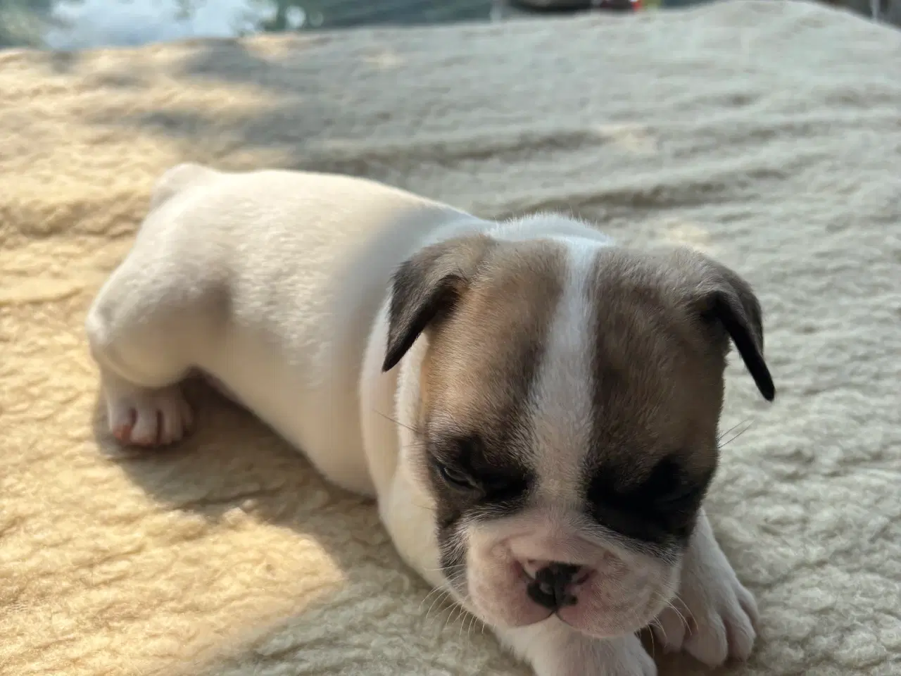 Billede 7 - Franske bulldog hvalpe