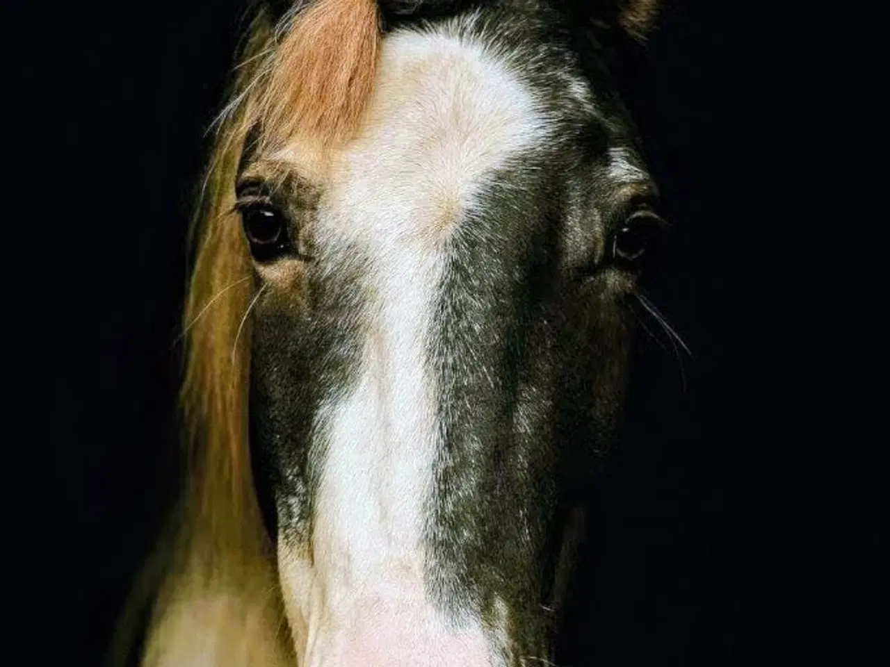 Billede 1 - Shetland blænding