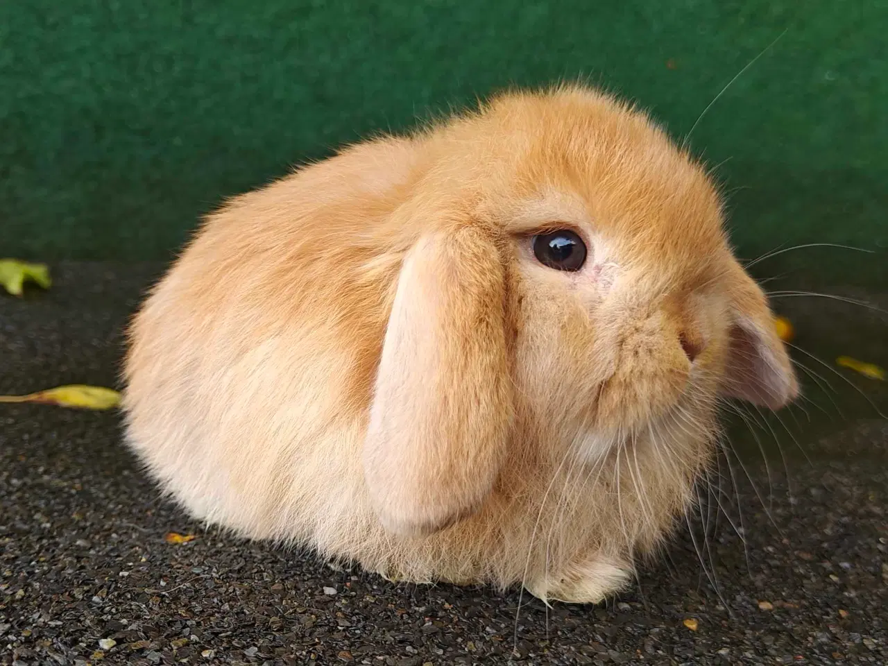 Billede 10 - Minilop