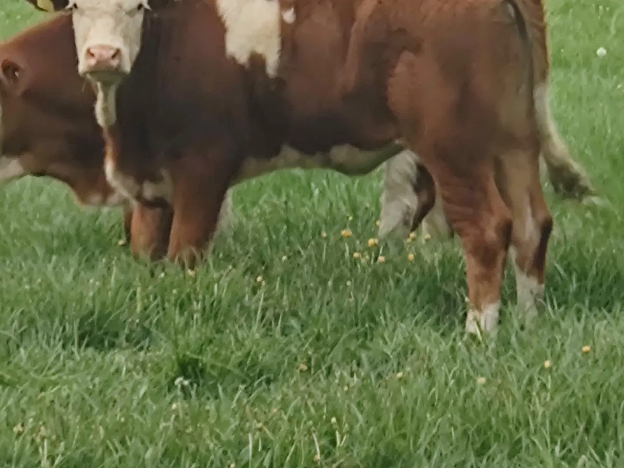 Billede 9 - Simmentaler 