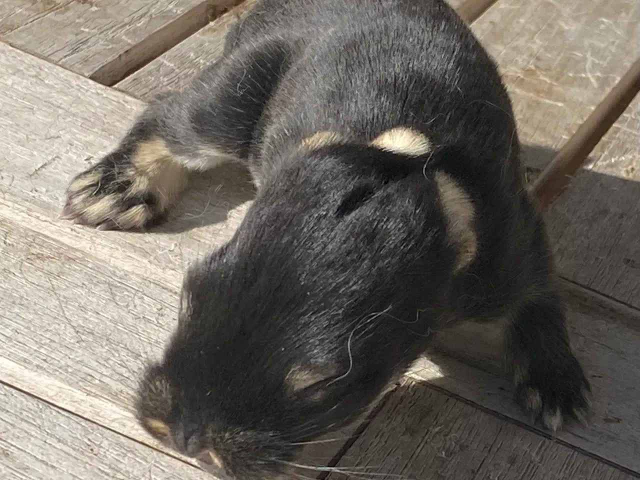 Billede 7 - FRANSK VÆDDER HUN SORT OTTER