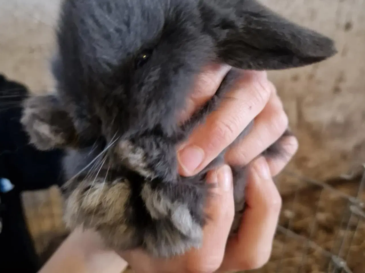 Billede 8 - Mini Lop Kaninunger