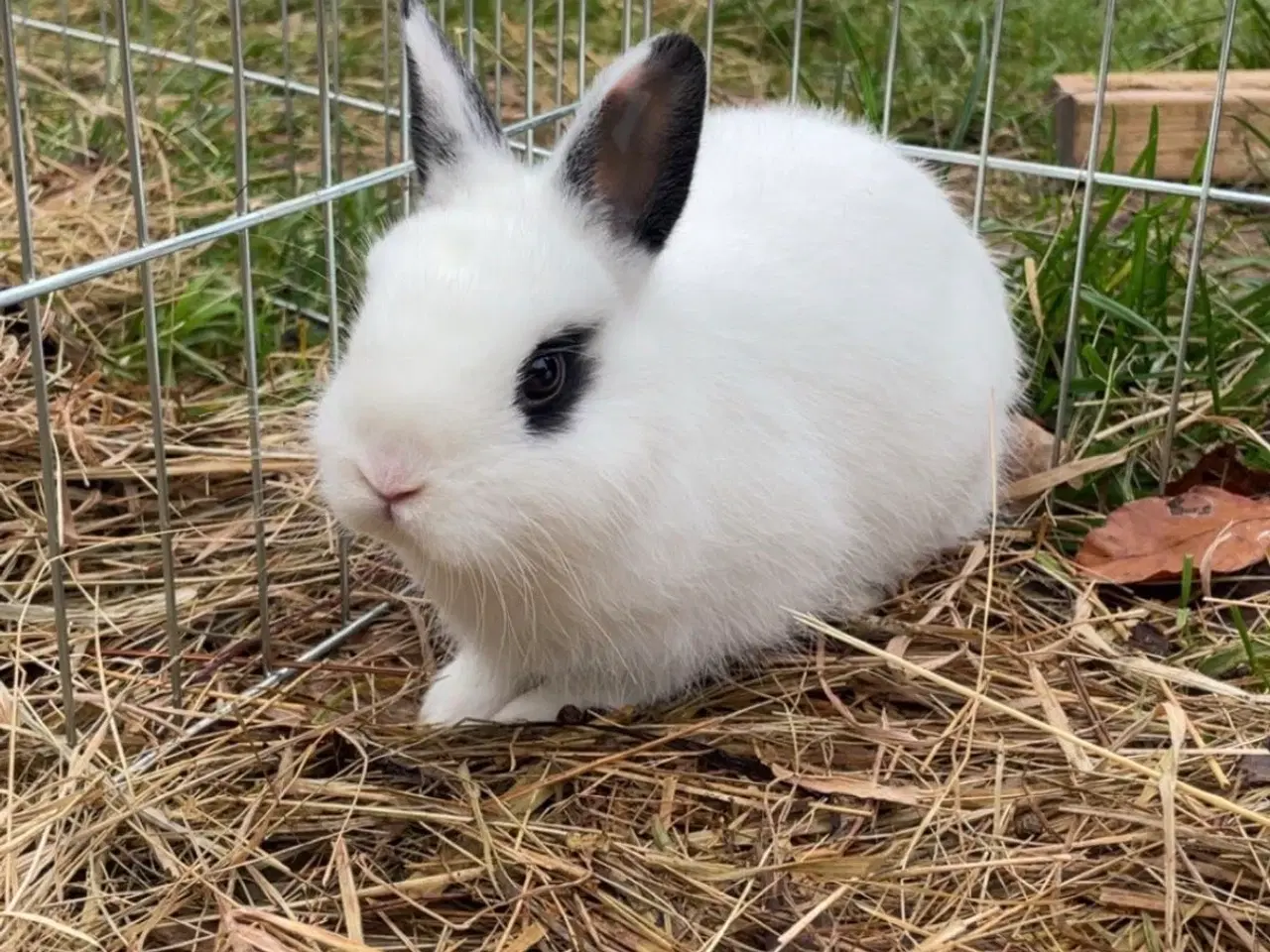 Billede 4 - Sofus og kokos