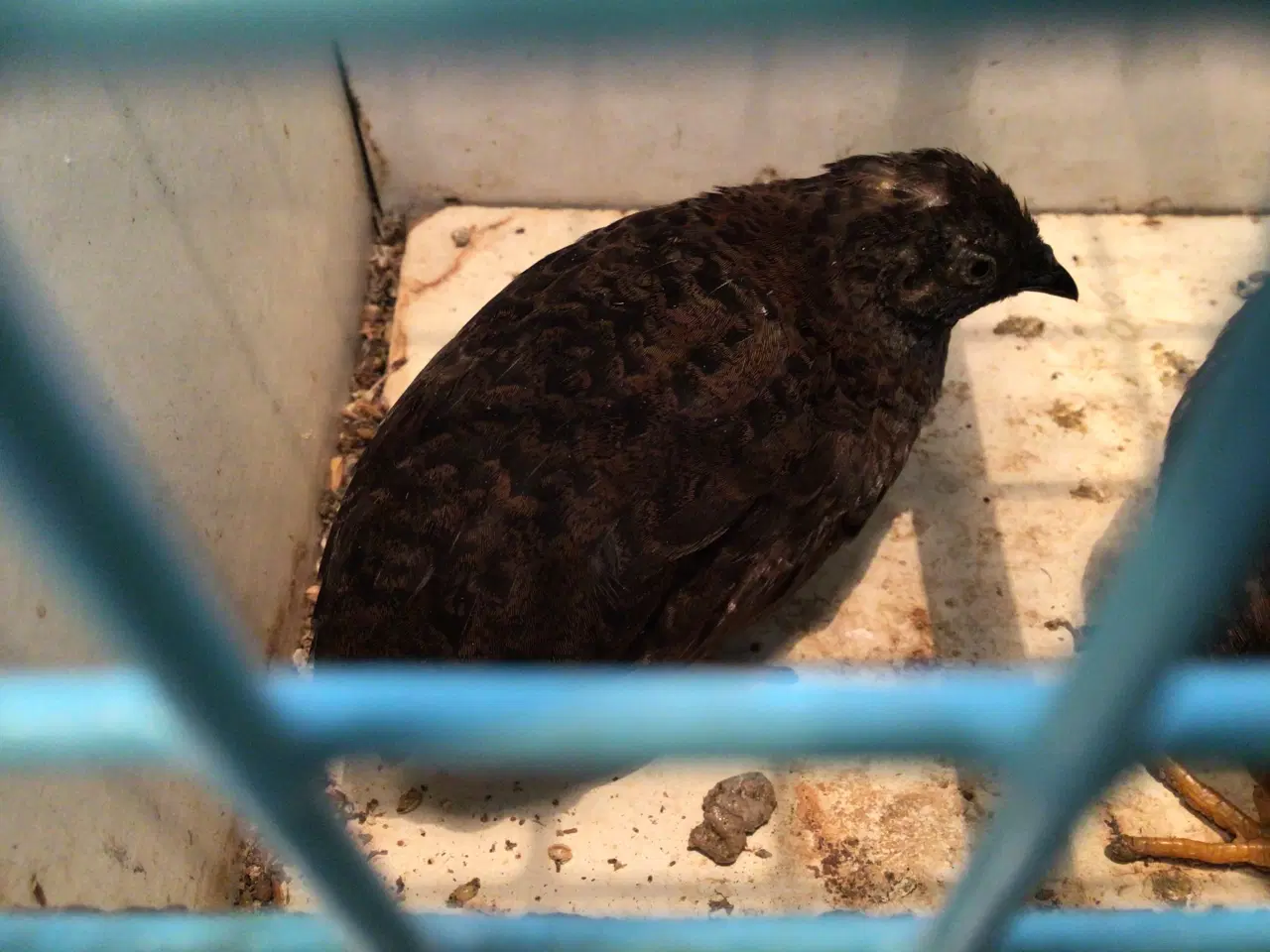 Billede 3 - Dværgvagtler