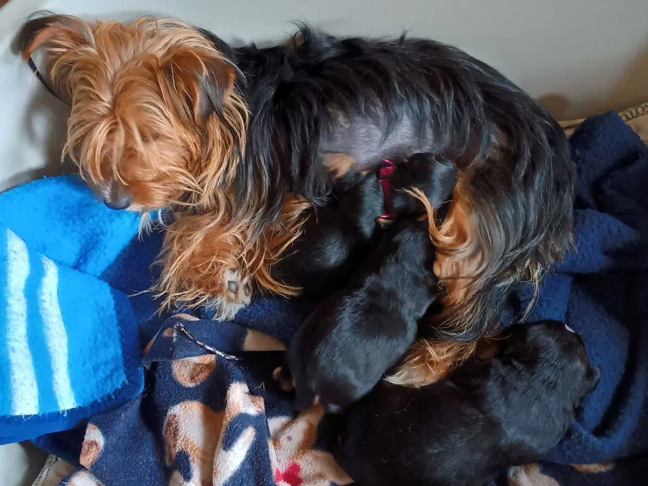 Billede 14 - Yorkshire Terrier hvalpe 