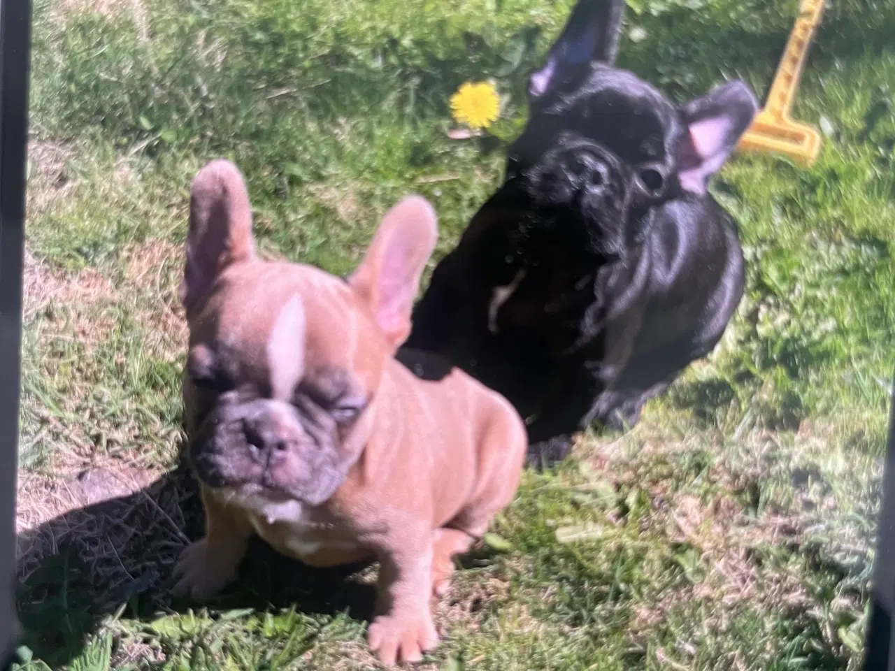 Billede 2 - Franske bulldog hvalpe sælges 