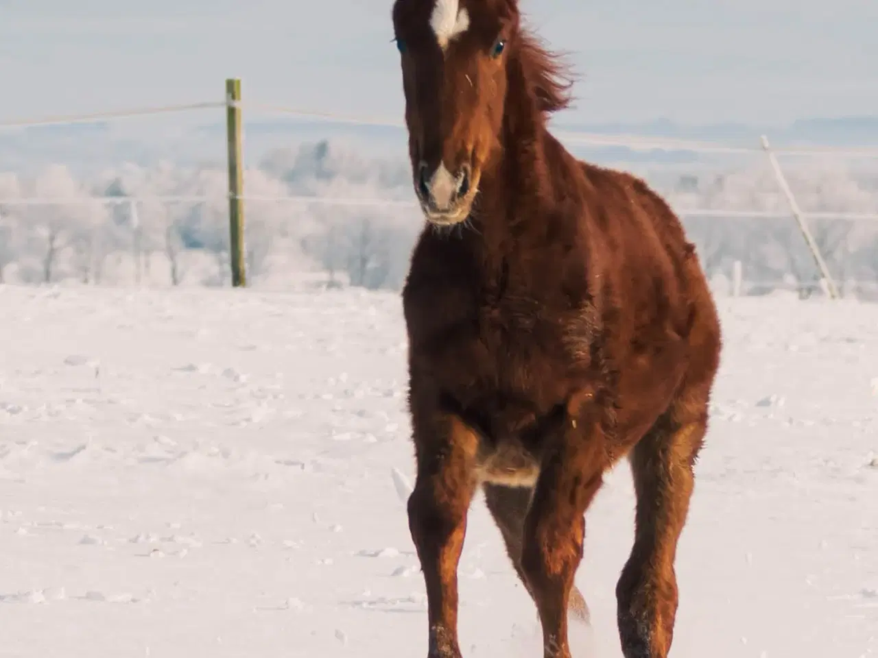 Billede 1 - Skønt Donkey Boy hingsteføl