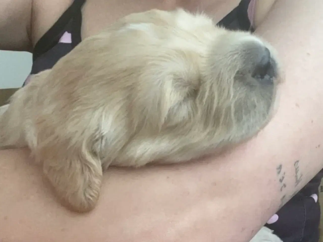 Billede 2 - Golden retriever hvalp 