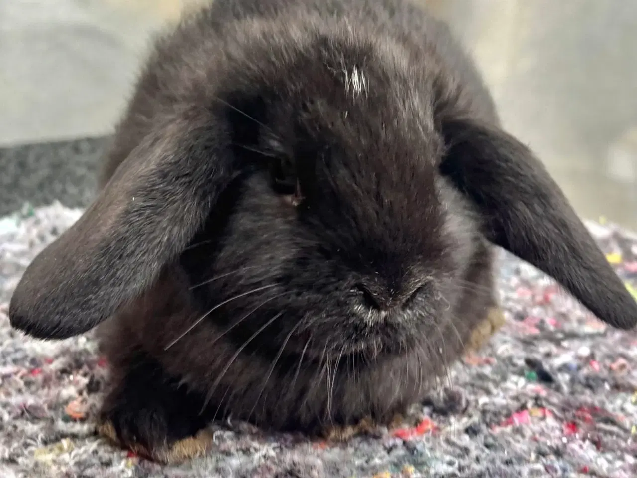 Billede 4 - Han Dværgvædder unger sælges - klar nu 