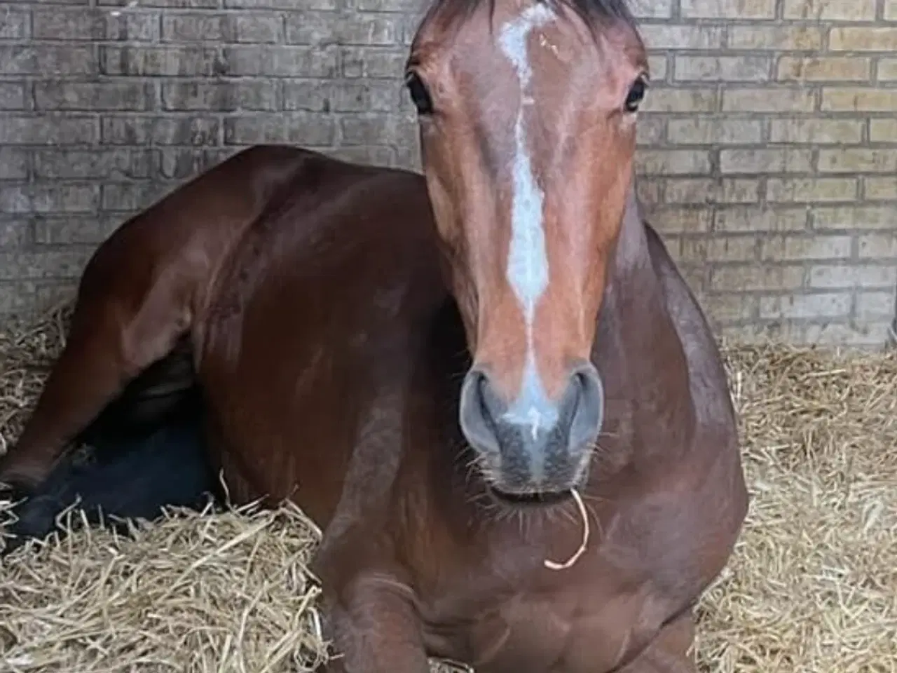 Billede 2 - Fuldblodsvallak, 3 år