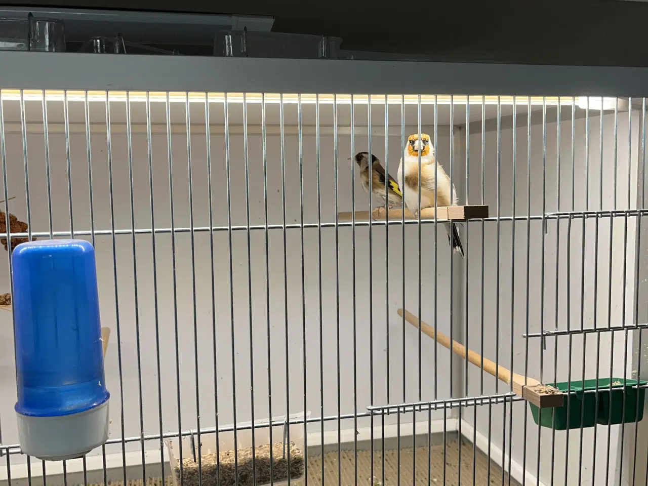 Billede 2 - 2,2 stillits