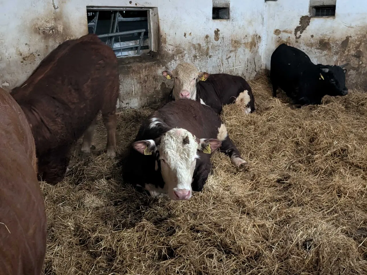 Billede 1 - Fravænningskalve købes i jylland