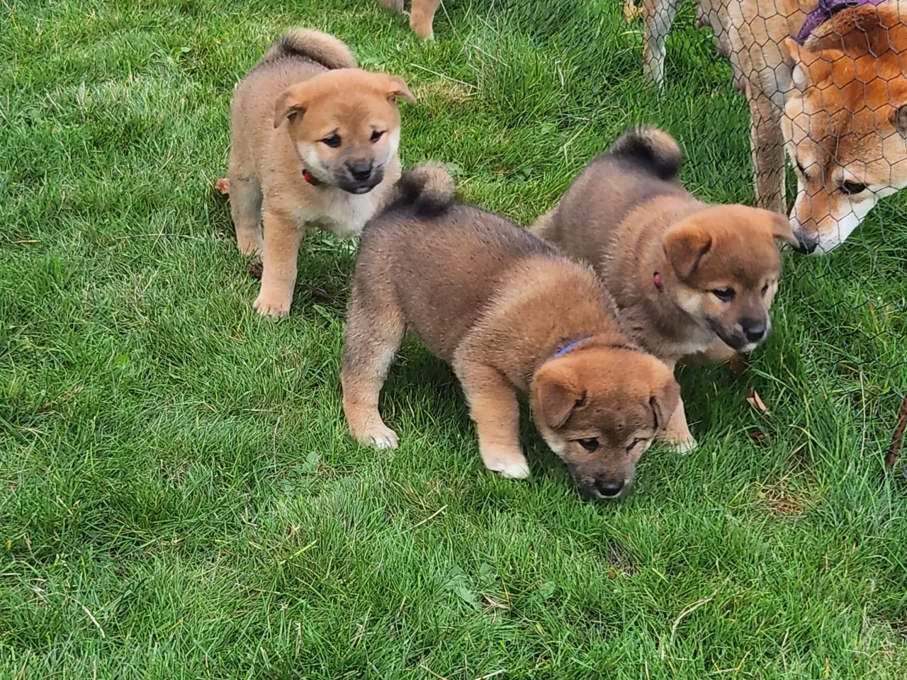 Billede 2 - Shiba inu hvalpe