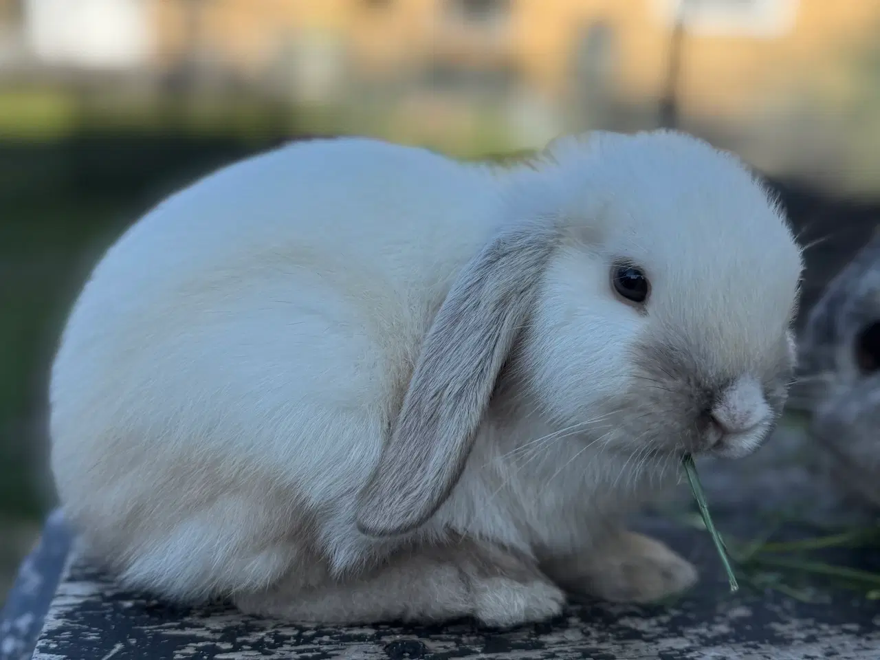 Billede 1 - Mini lop kanin unge