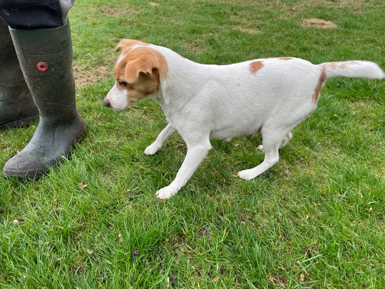 Billede 19 - 5 unikke blandingshvalpe sælges
