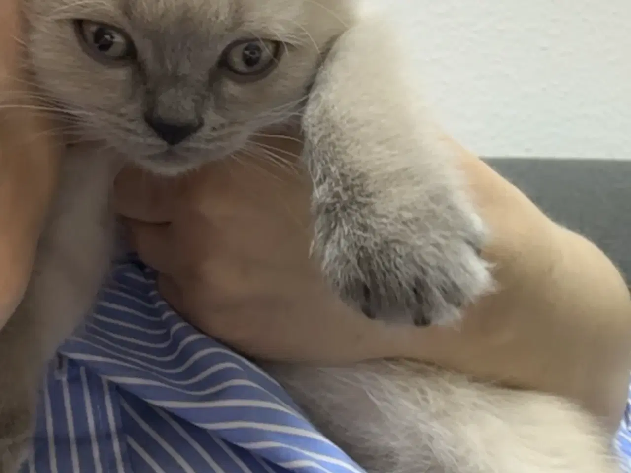 Billede 4 - Søde kat ragdoll til salg