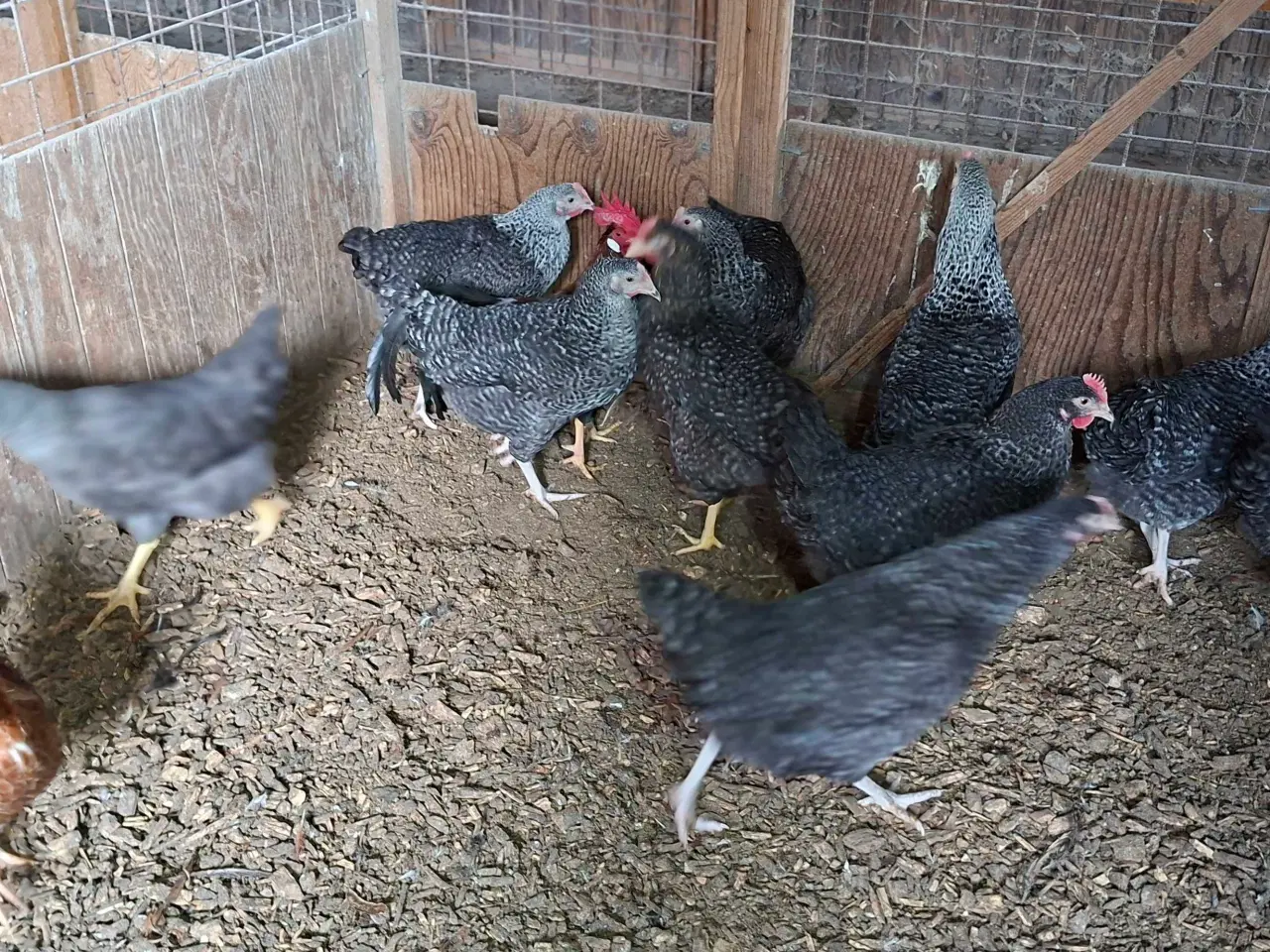 Billede 4 - Høns
