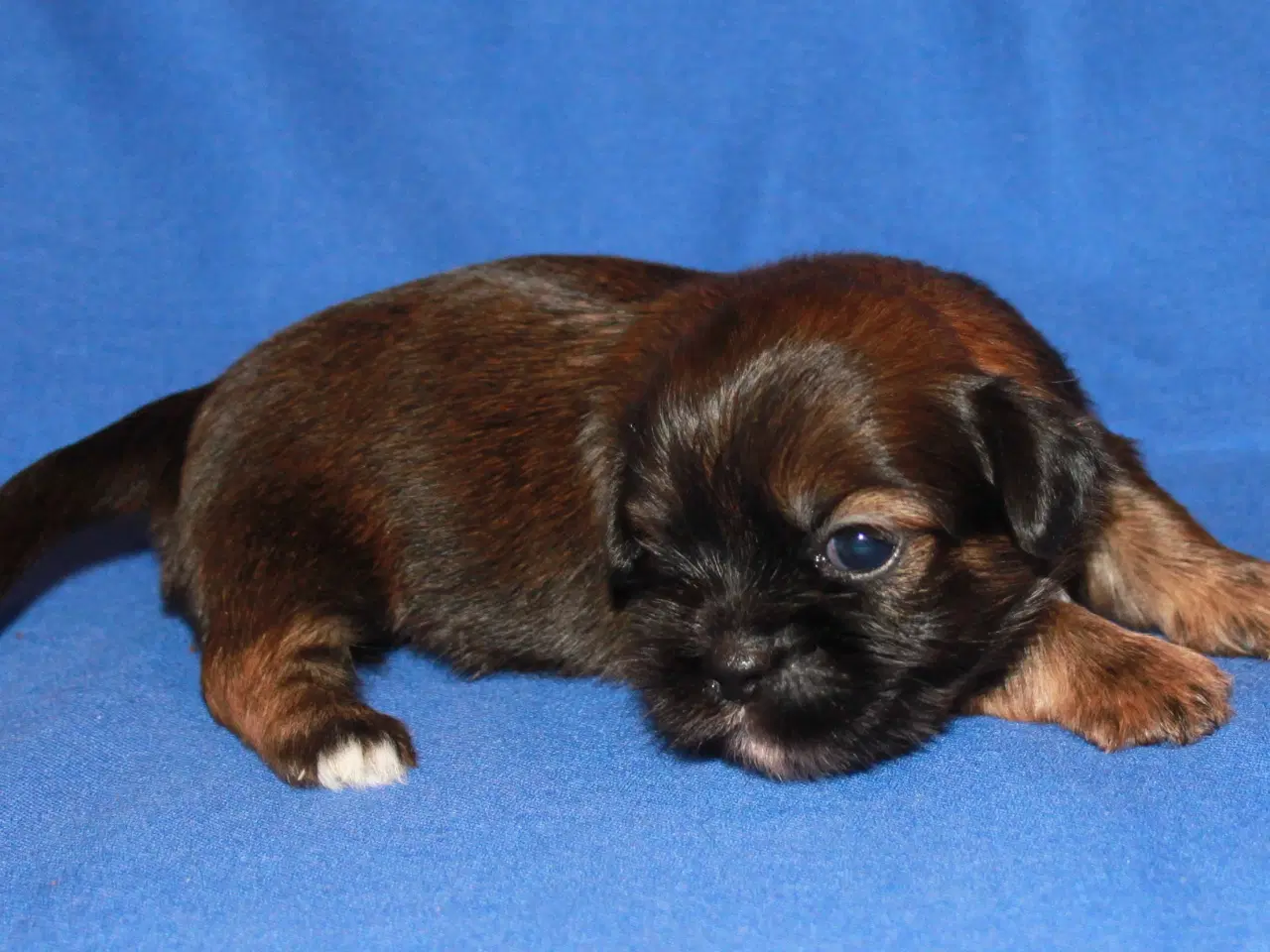 Billede 3 - Lhasa Apso hvalpe