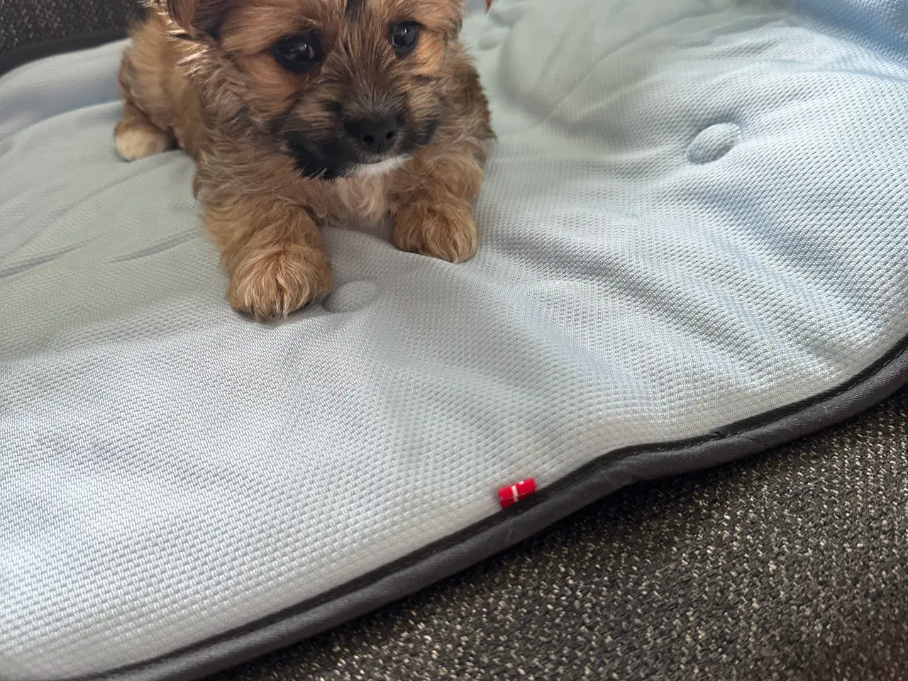 Billede 5 - Yorkshire Terrier/Chihuahua blanding