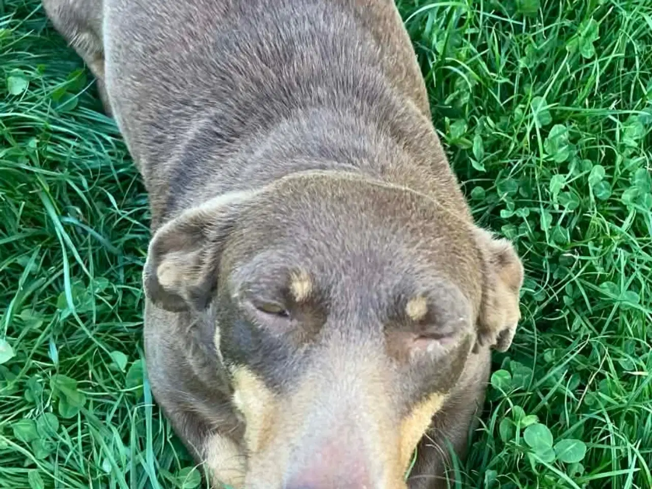 Billede 4 - Gravhund tæve