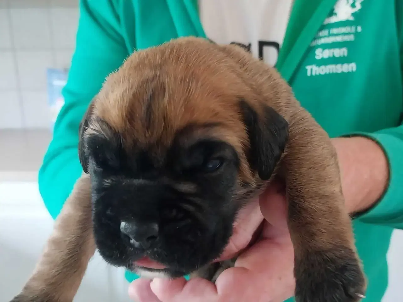 Billede 4 - Boxer