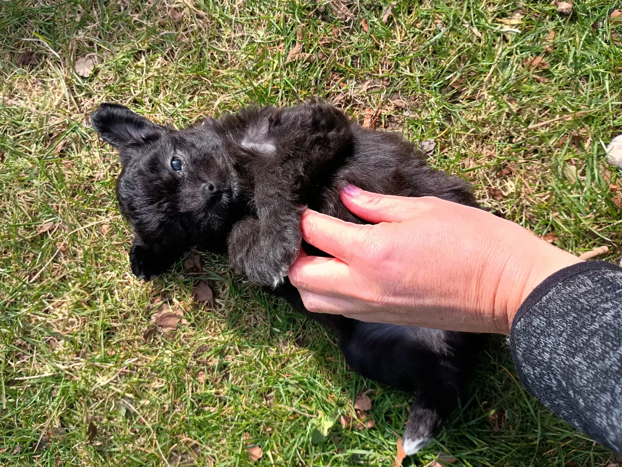 Billede 1 - 4 små mixpoo piger 🩷