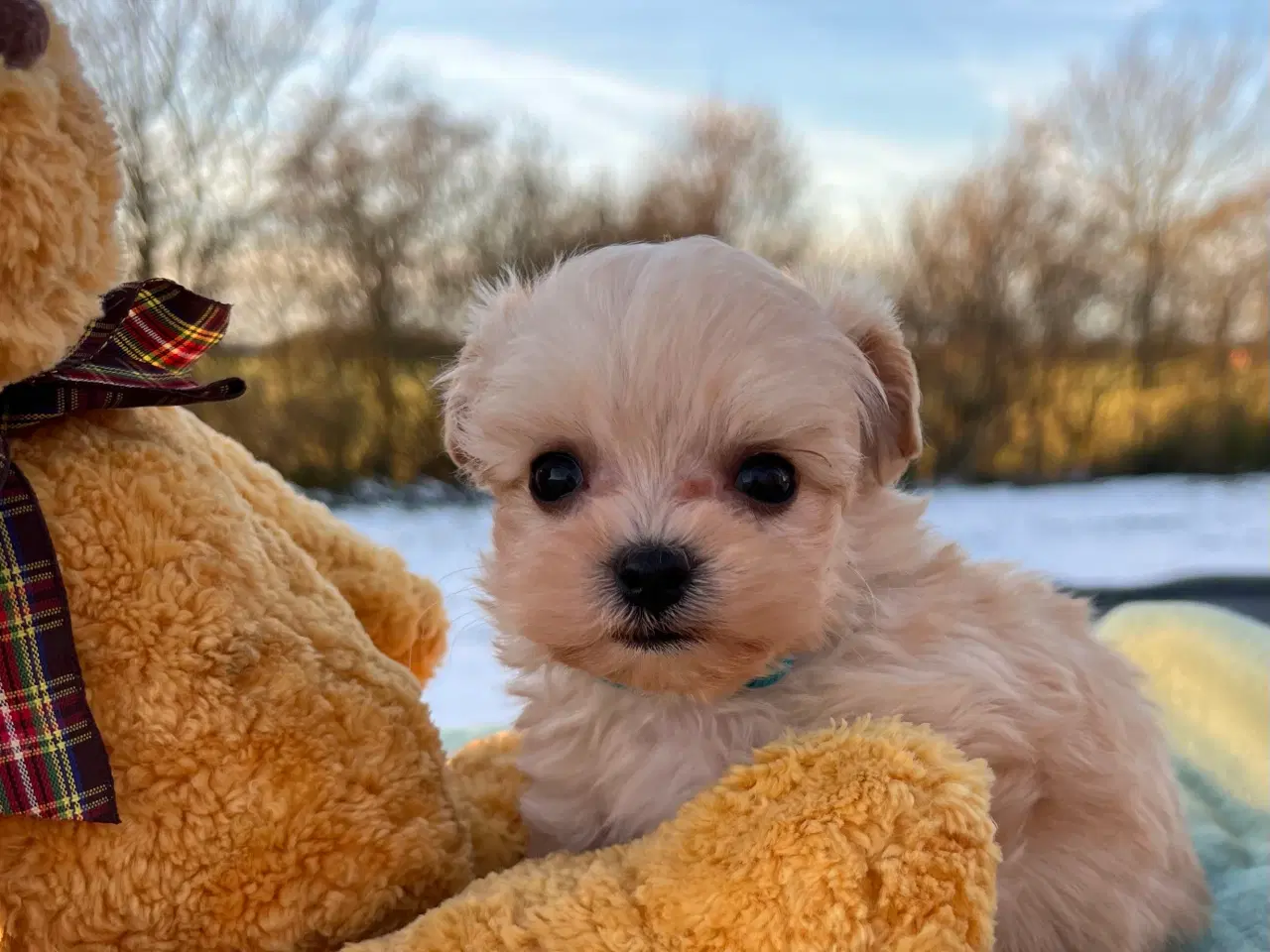 Billede 6 - Mini Maltipoo