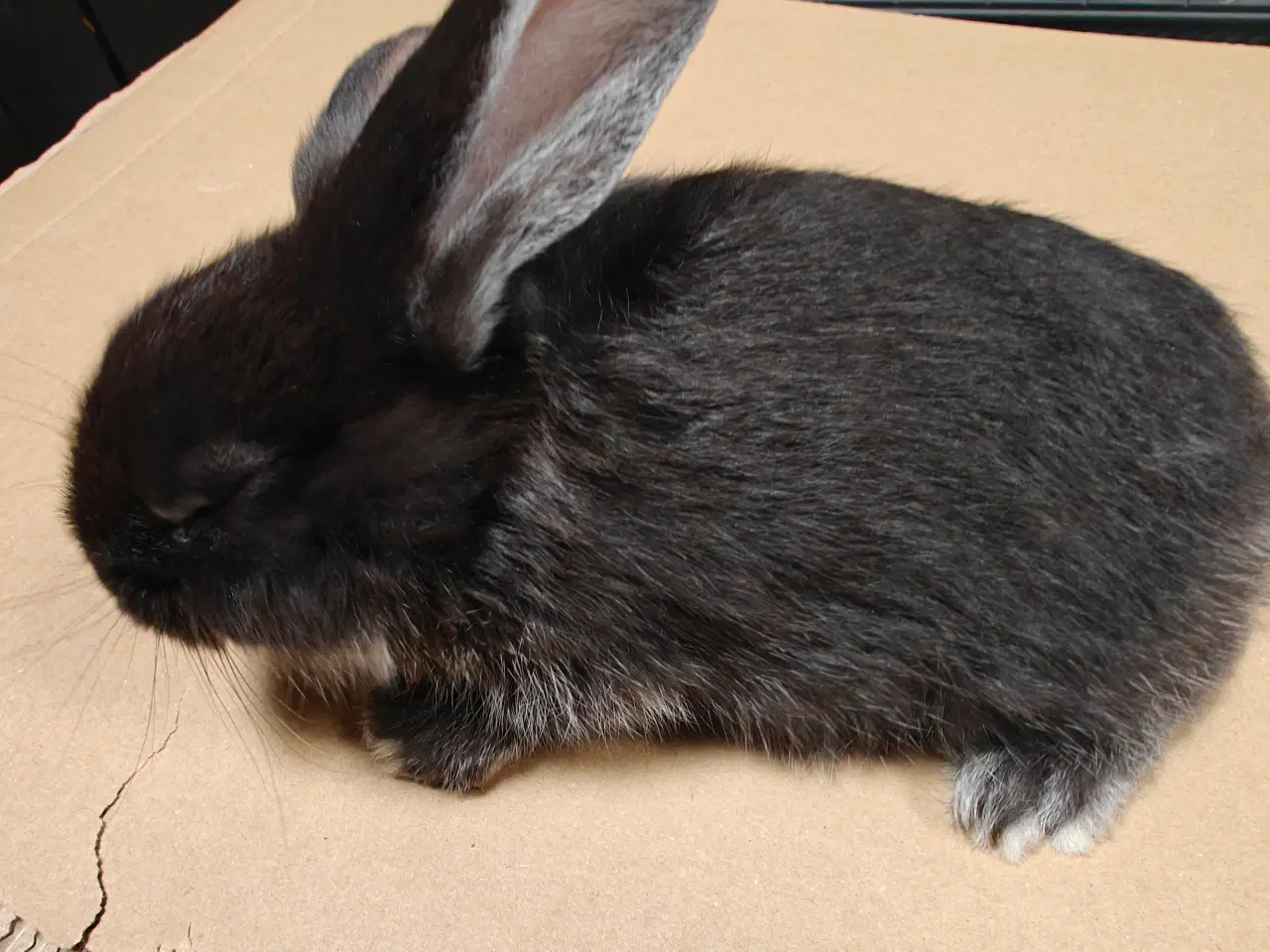 Billede 5 - Fransk vædder 