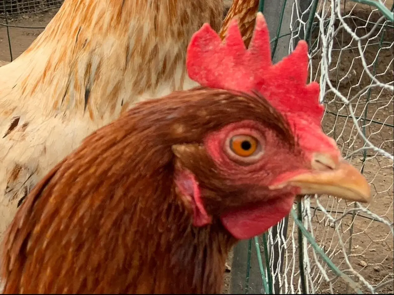 Billede 5 - Rugeæg blandet racer. 🐔❤️af høns